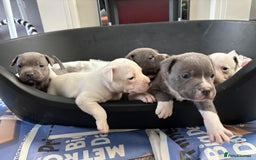 Staffordshire Bull Terrier dogs for sale: Blue k.c registered puppies - Image 4