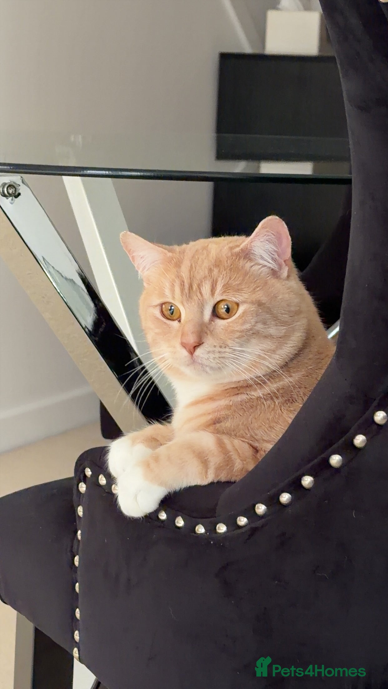 British Shorthair cats Buff Male British Shorthair 12 Months old  - Advert 18