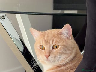 British Shorthair cats Buff Male British Shorthair 12 Months old - Advert 1