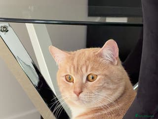 British Shorthair cats Buff Male British Shorthair 12 Months old - Advert 2