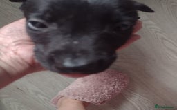 Lurcher dogs for sale: Wheaton bull greyhound boy puppie 8weeks old - Image 4