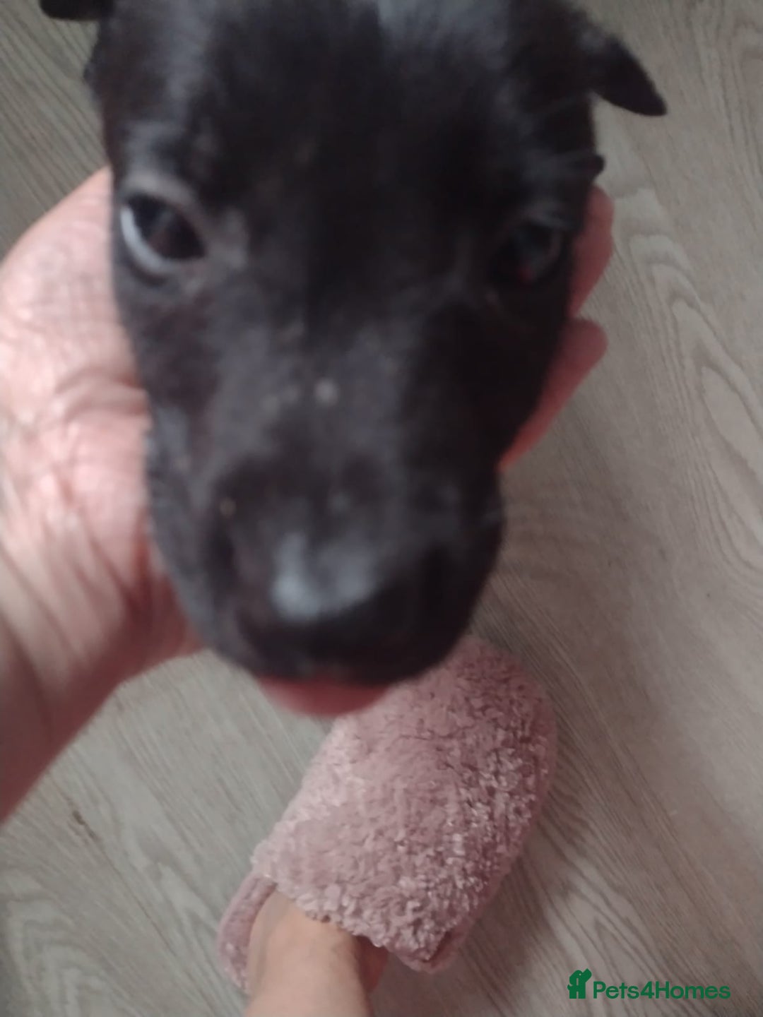 Lurcher dogs for sale: Wheaton bull greyhound boy puppie 8weeks old - Image 4