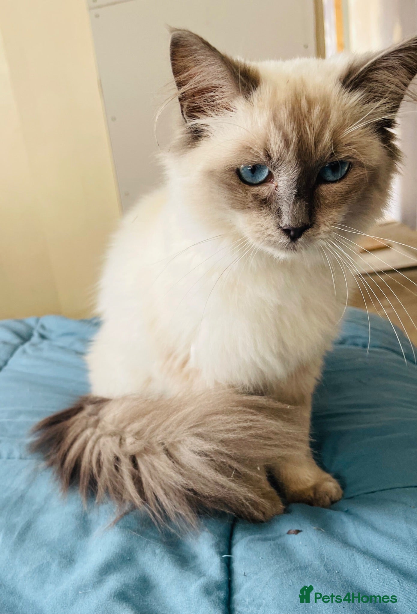 Ragdoll cats Ragdoll  - Advert 2