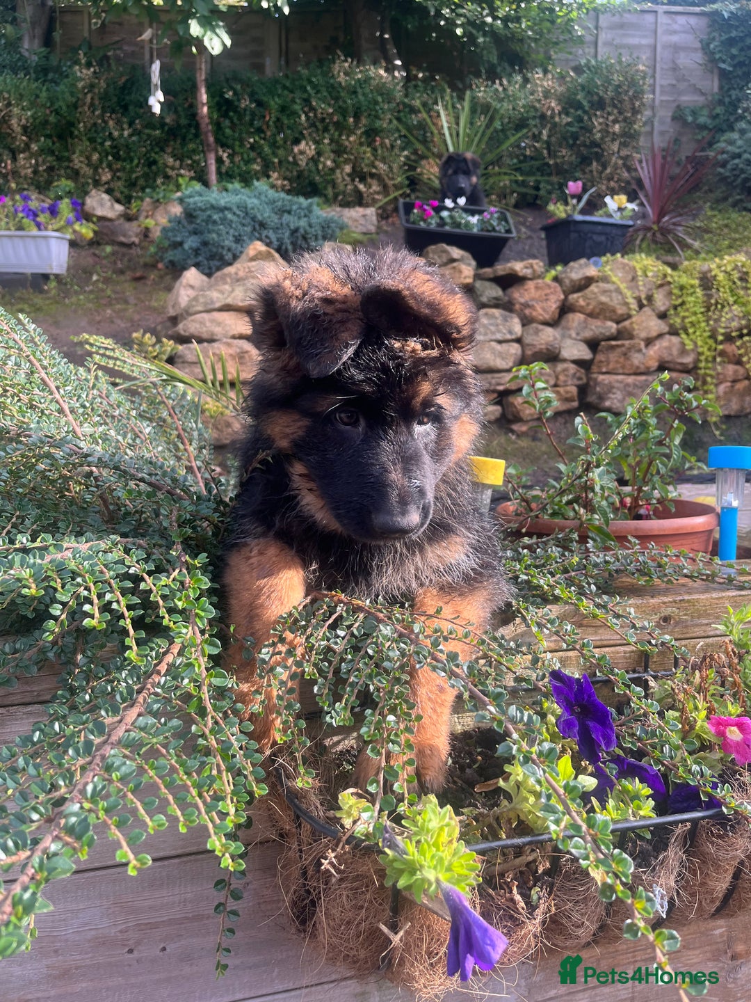 German Shepherd dogs for sale: Top Quality GSD puppies available  - Image 5