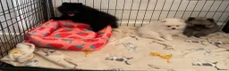 Pomeranian dogs for sale: Stunning Kc Teddy Bear Pomeranian pups - Advert 2