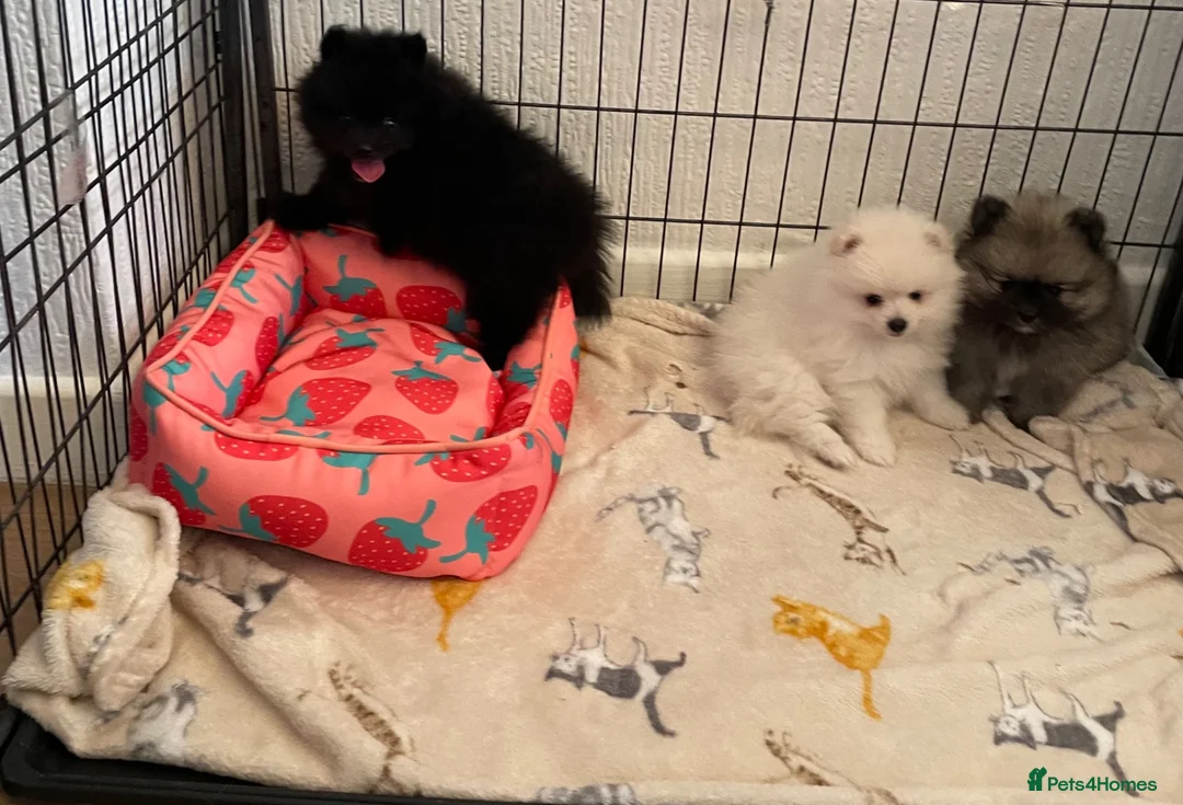 Pomeranian dogs for sale: Stunning Kc Teddy Bear Pomeranian pups - Advert 2