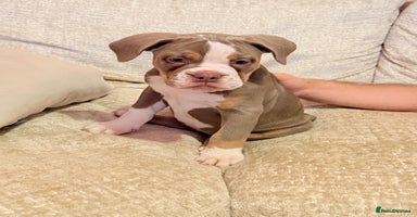 Old Tyme Bulldog dogs 1 Left READY TO GO - Old Tyme Bulldog - Gatwick - Advert 5