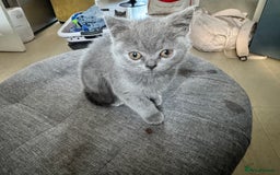 British Shorthair cats for sale: Blue British kittens beautiful  - Image 8