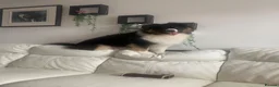 Australian Shepherd dogs for sale: Aussie Shepherd male. Intact   in Bedford - Advert 3