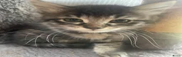 Mixed Breed cats for sale: Two grey one grey and black - Advert 4