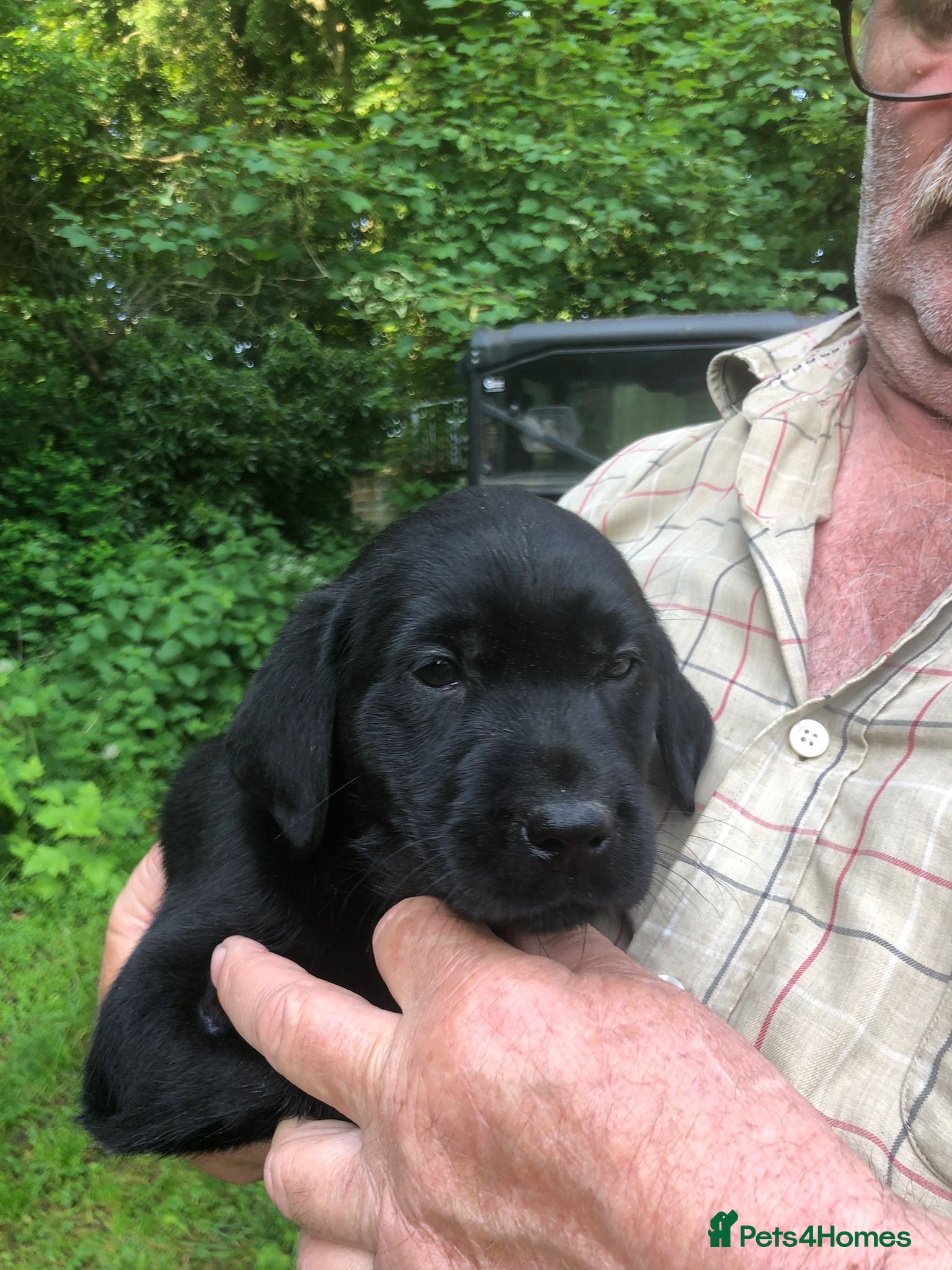 Labrador Retriever dogs Ready to leave 1 KC registered Labrador puppy left - Advert 15
