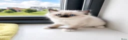 Ragdoll cats for sale: Gorgeous, affectionate kittens full of personality - Advert 19