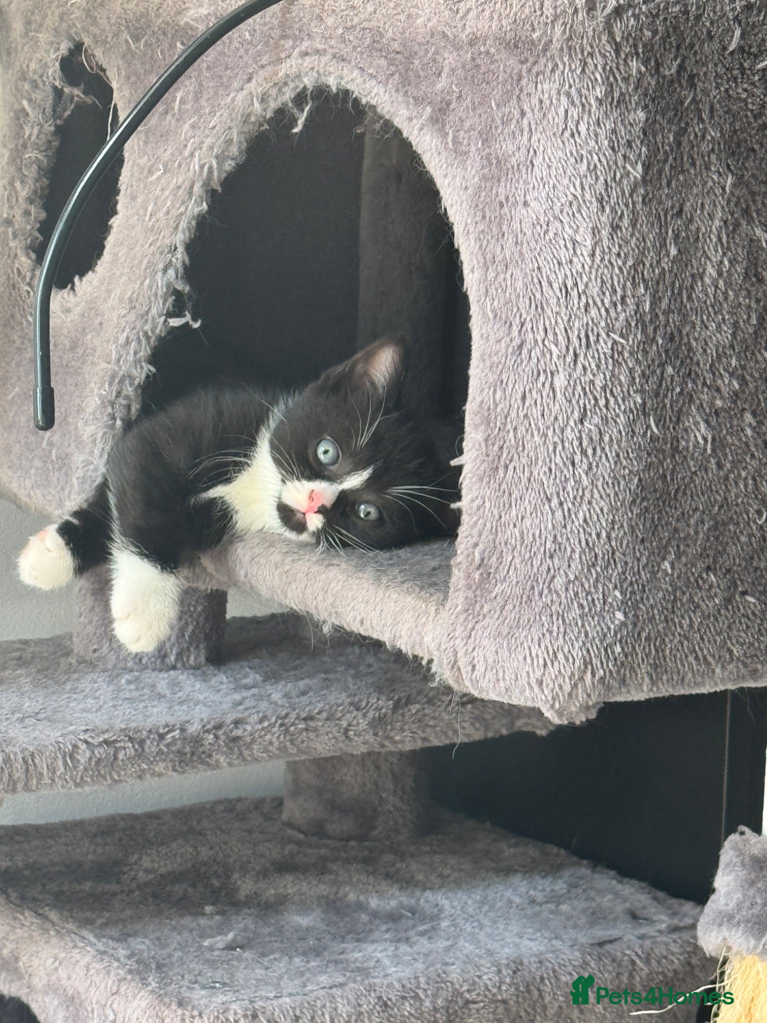 Mixed Breed cats Little Kitten  - Advert 18