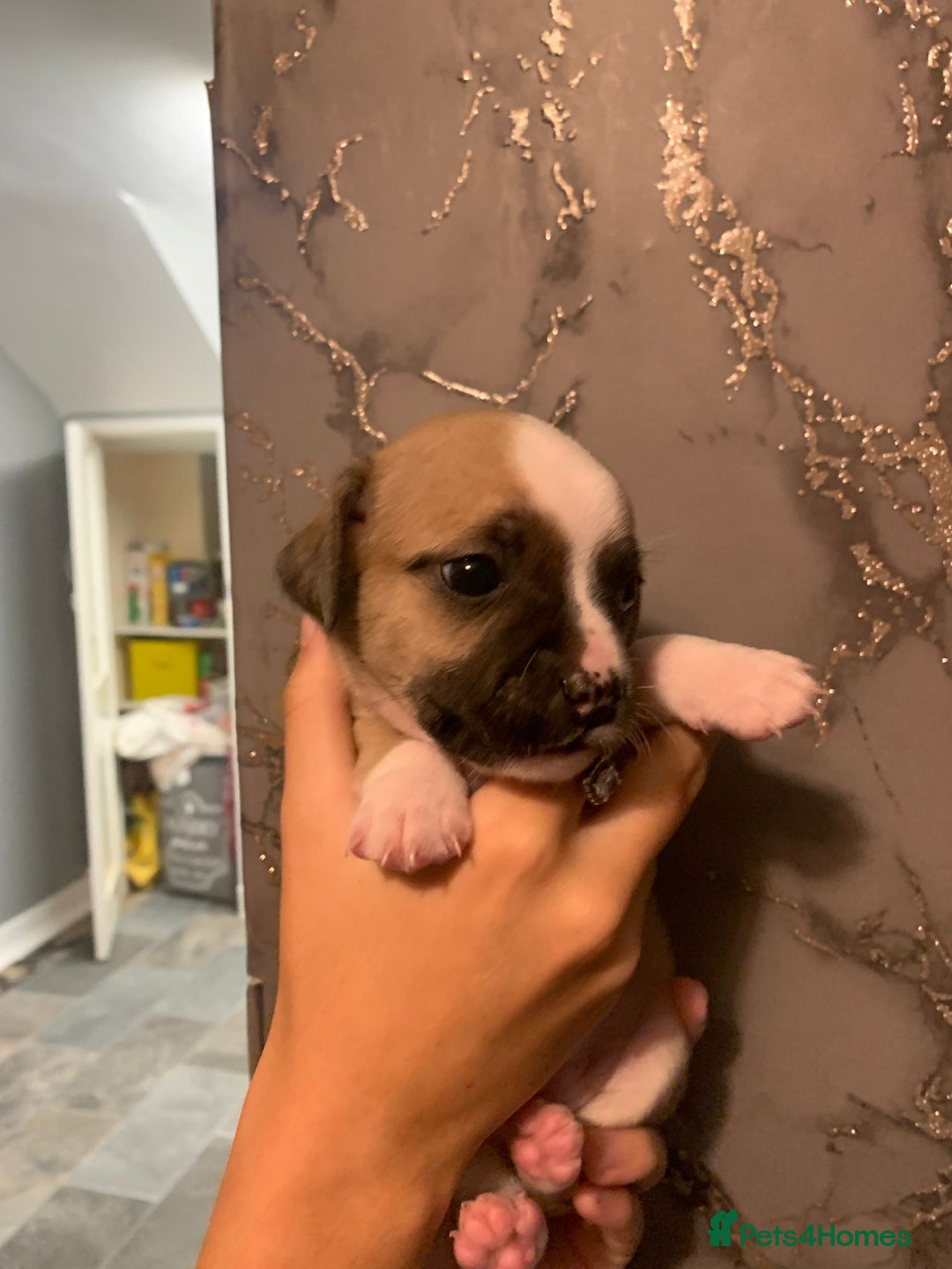 Jug dogs for sale: Beautiful litter of jack russle x jug - Image 21