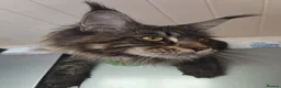 Maine Coon cats for sale: Exceptional Russian Line Maine coons - Advert 24