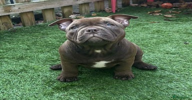 American Bully dogs - Advert 4