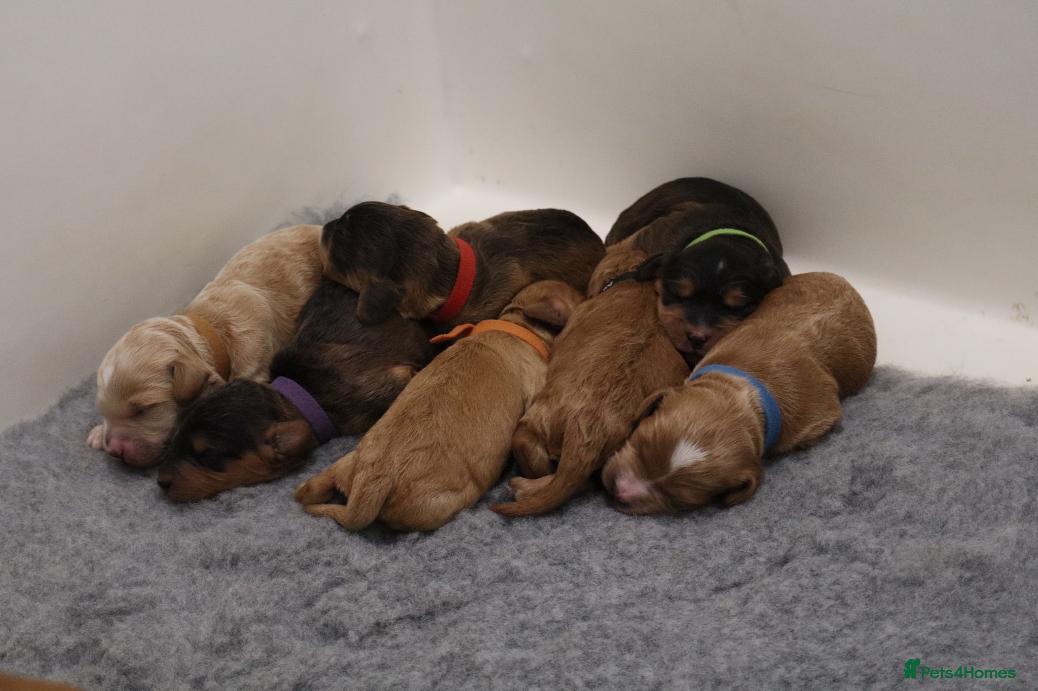 Cockapoo dogs ELITE COCKAPOOS 5* LICENSED BREEDER  - Advert 2