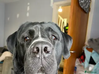 Mixed Breed dogs NO LITTER. REHOMING DOG - Advert 1