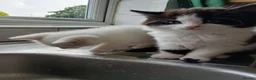 Mixed Breed cats for sale: kittens to good home  - Advert 2