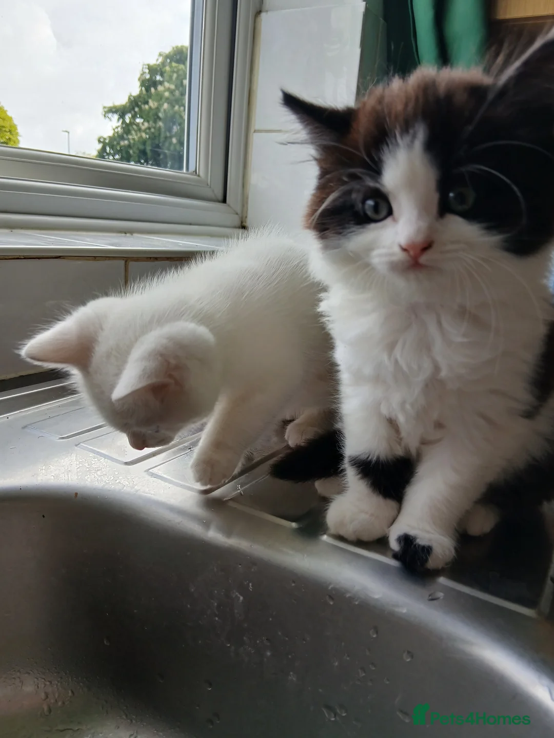 Mixed Breed cats for sale: kittens to good home  - Advert 2