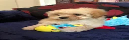 Maltipoo dogs for sale: Maltipoo puppies forsale - Advert 3