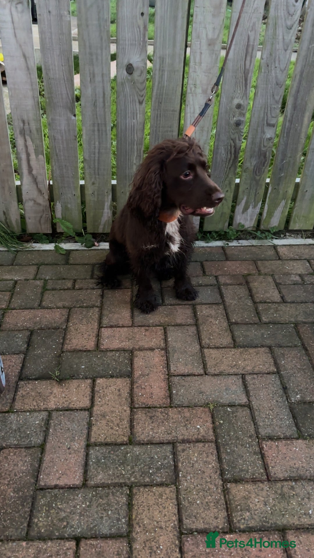 Cocker Spaniel dogs for sale: Lovely full of life male chocolate cocker spaniel. - Advert 2