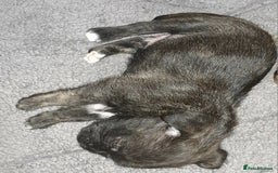 Mixed Breed dogs for sale: Puppies for sale  - Image 5