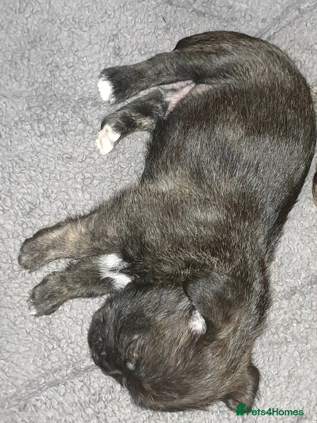 Mixed Breed dogs for sale: Puppies for sale  - Image 5