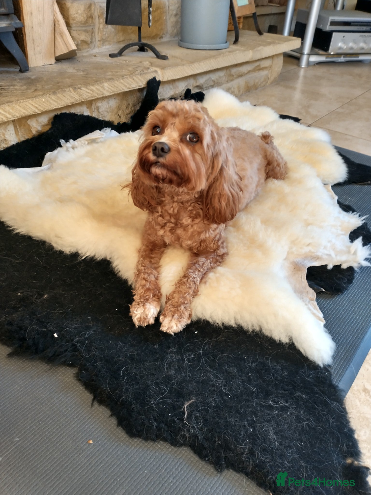 Cavapoo dogs F1 teddy bear puopies - Advert 2