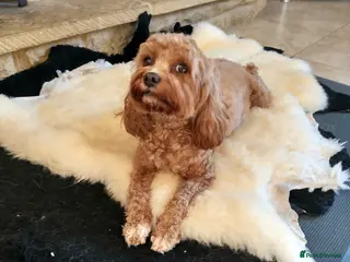 Cavapoo dogs F1 teddy bear puopies - Advert 1
