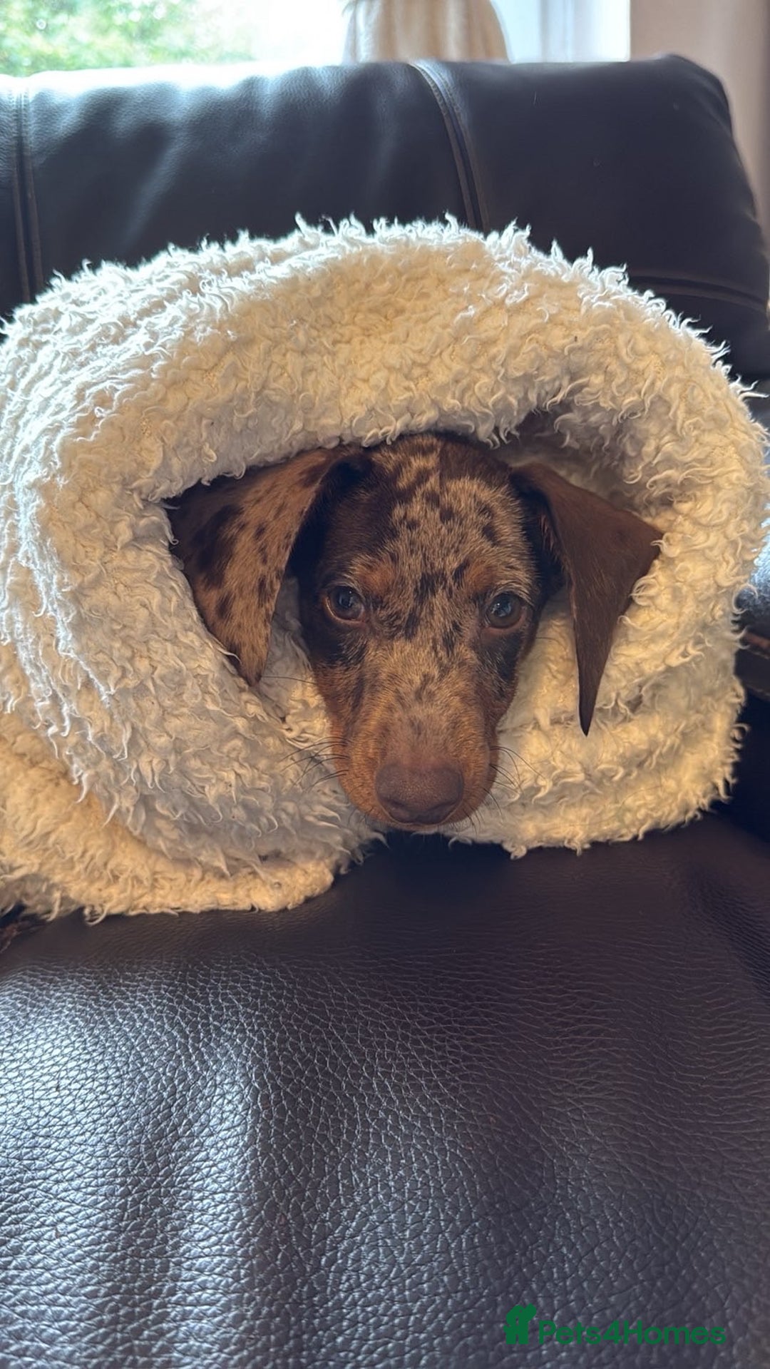 Dachshund dogs for sale: Dachshund puppy - Advert 5