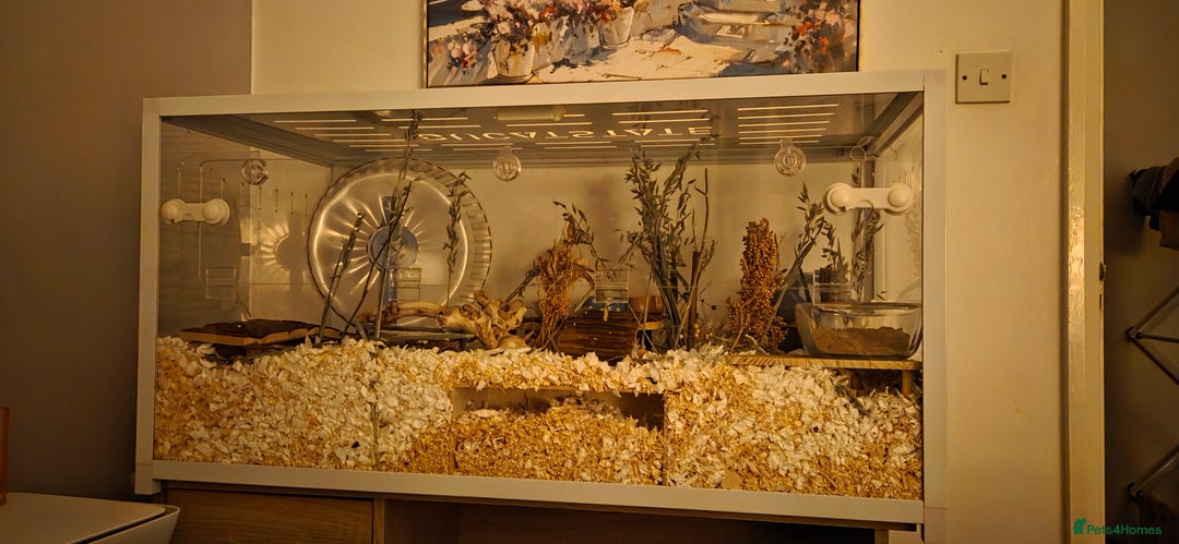 Hamster rodents for sale: Female hamster with whole setup.  - Advert 1