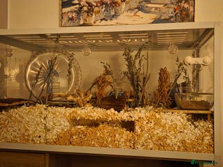 Hamster rodents Female hamster with whole setup. - Advert 1