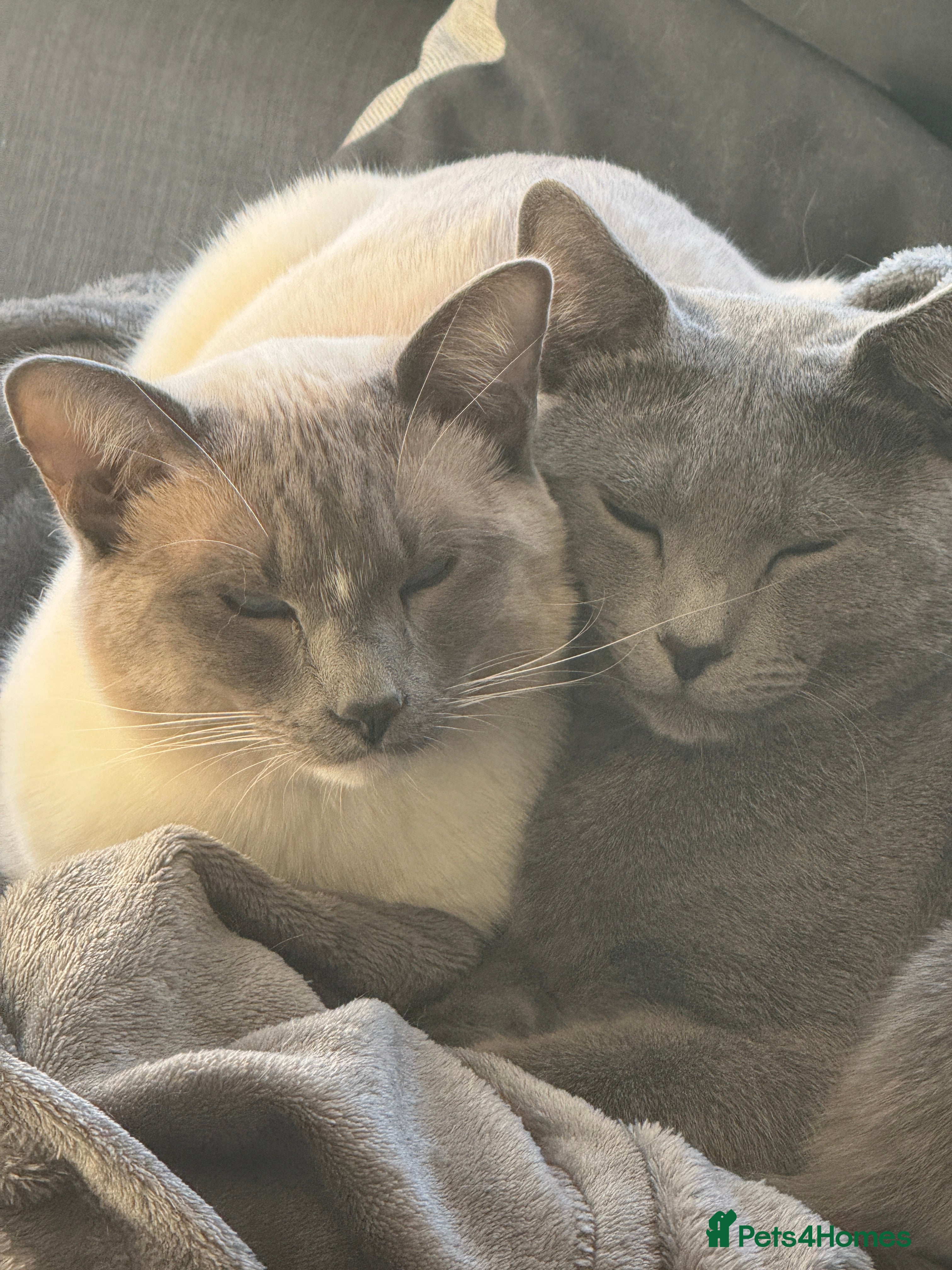 Ragamese cats Beautiful Blue Point Ragamese + Russian Blue boys - Advert 2