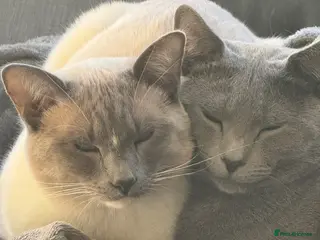 Ragamese cats Beautiful Blue Point Ragamese + Russian Blue boys - Advert 2