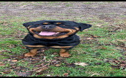 Rottweiler dogs for sale: Rottweiler Bitch - Image 2