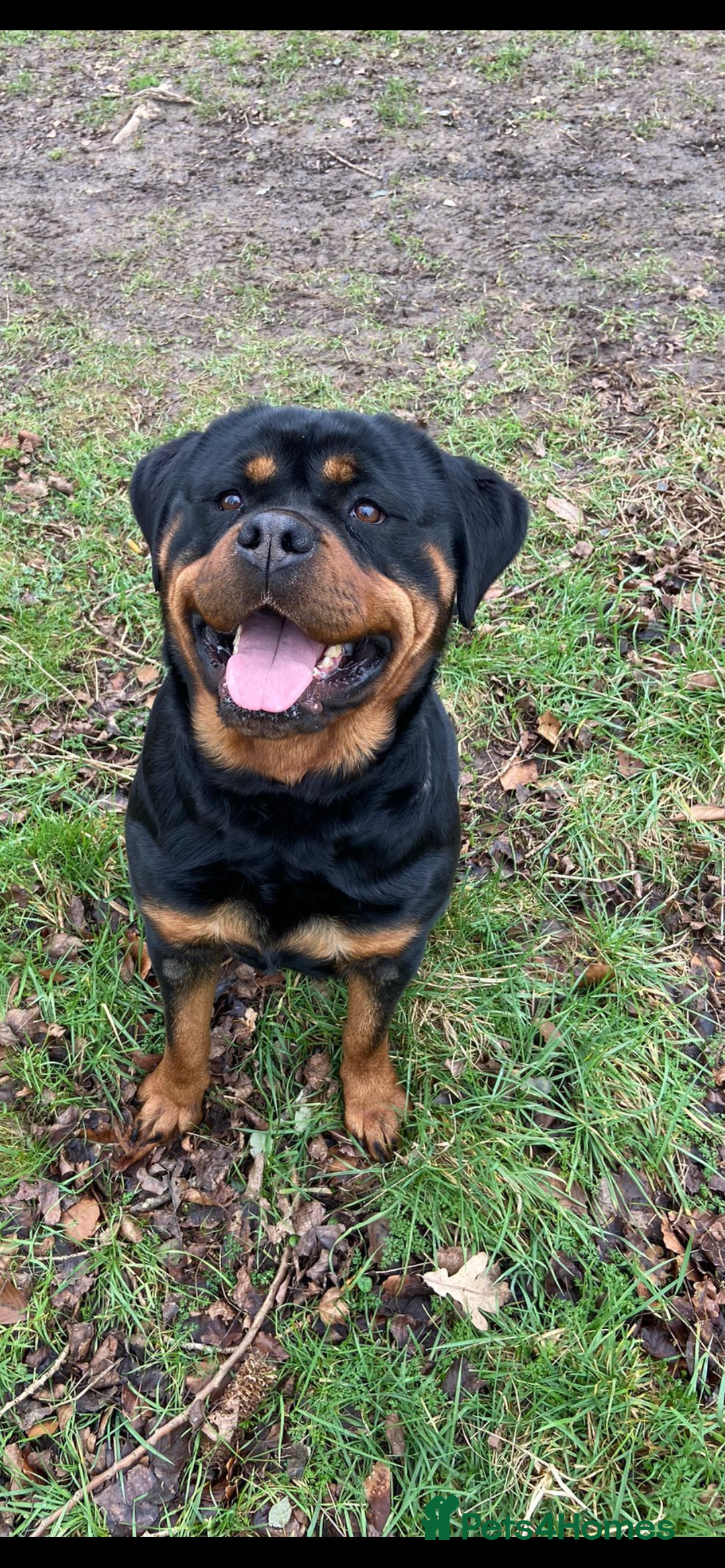 Rottweiler dogs for sale: Rottweiler Bitch - Image 2