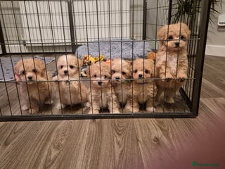 Maltipoo dogs F1 Maltipoo puppies 🐶 - Advert 4