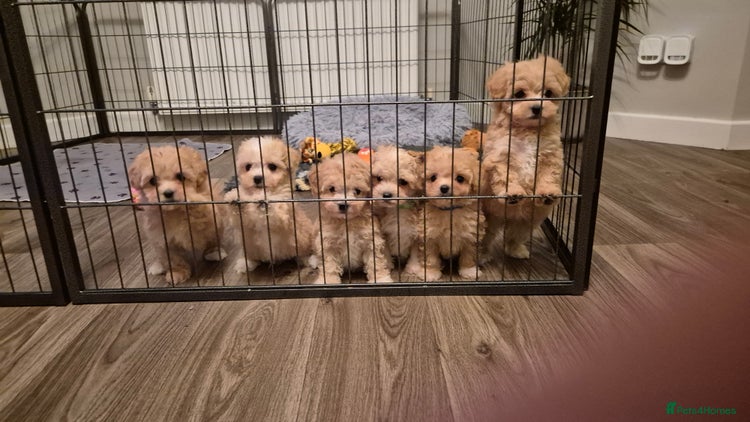 Maltipoo dogs Maltipoo puppies 🐶 - Advert 1