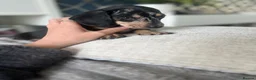 Miniature Dachshund dogs for sale: KC registered miniature dachshunds READY NOW - Advert 19