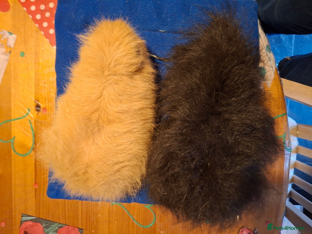 Guinea Pig rodents for sale: Lovely friendly swiss Guinea pigs - Image 2