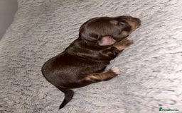 Chihuahua dogs for sale: 2x Purebred Chihuahua⭐️⭐️ - Image 2