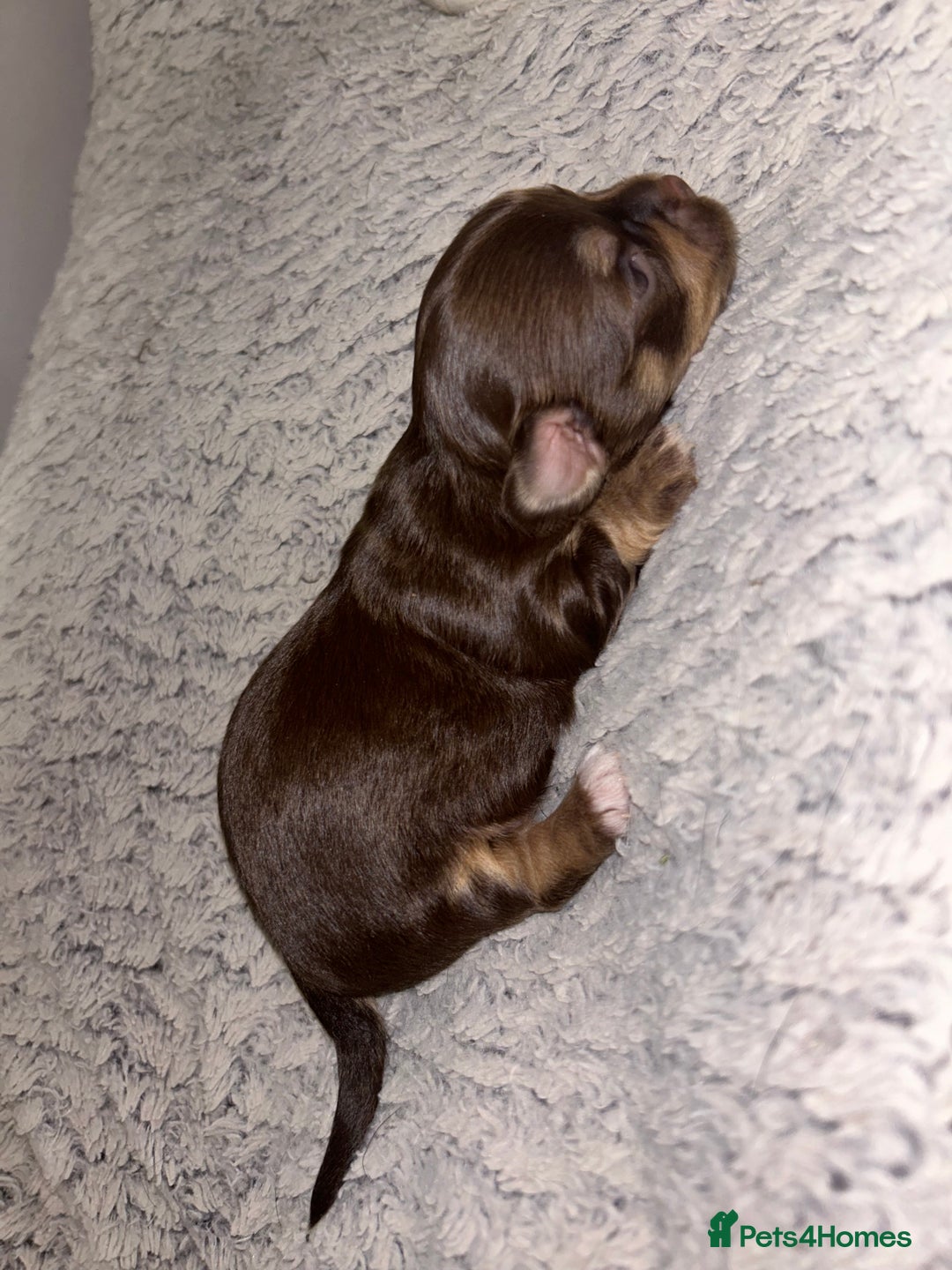 Chihuahua dogs for sale: 2x Purebred Chihuahua⭐️⭐️ - Image 2