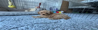 Cockapoo Puppy 1