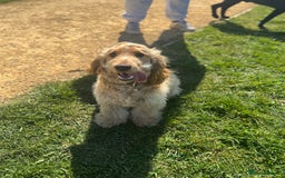 Cocker Spaniel dogs for sale: Beautiful male show cocker spaniel  - Image 2