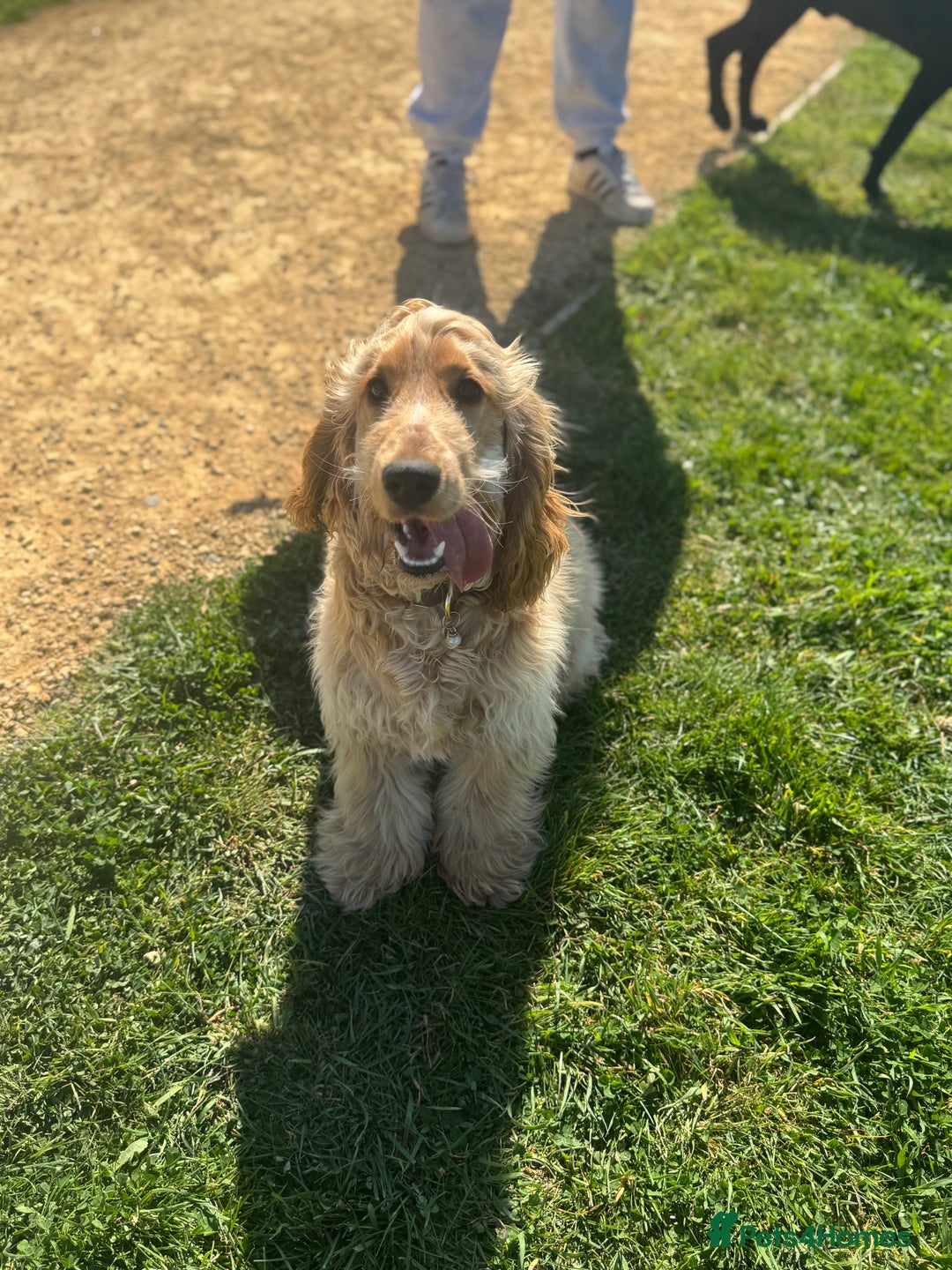 Cocker Spaniel dogs for sale: Beautiful male show cocker spaniel  - Image 2