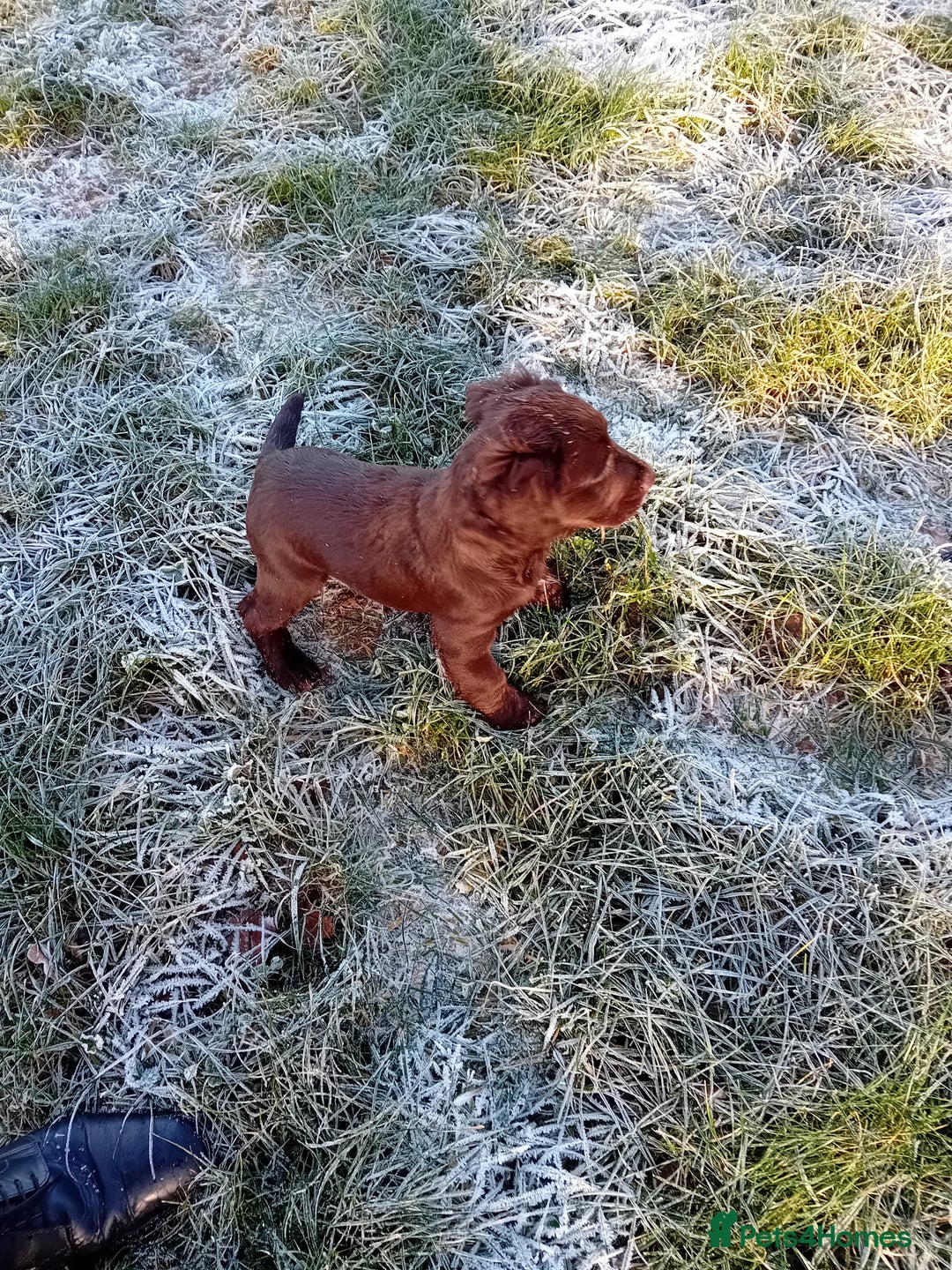 Cocker Spaniel dogs for sale: Cocker spaniel dog pup - Advert 5