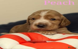 Cocker Spaniel dogs for sale: Show cockers - Image 18