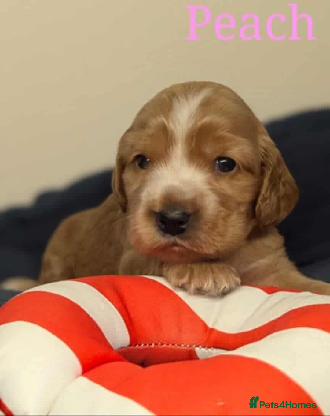Cocker Spaniel dogs for sale: Show cockers - Image 18