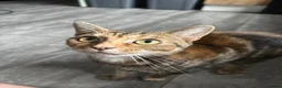 Mixed Breed cats for sale: 2 half Bengal girl  in Oxford - Advert 4